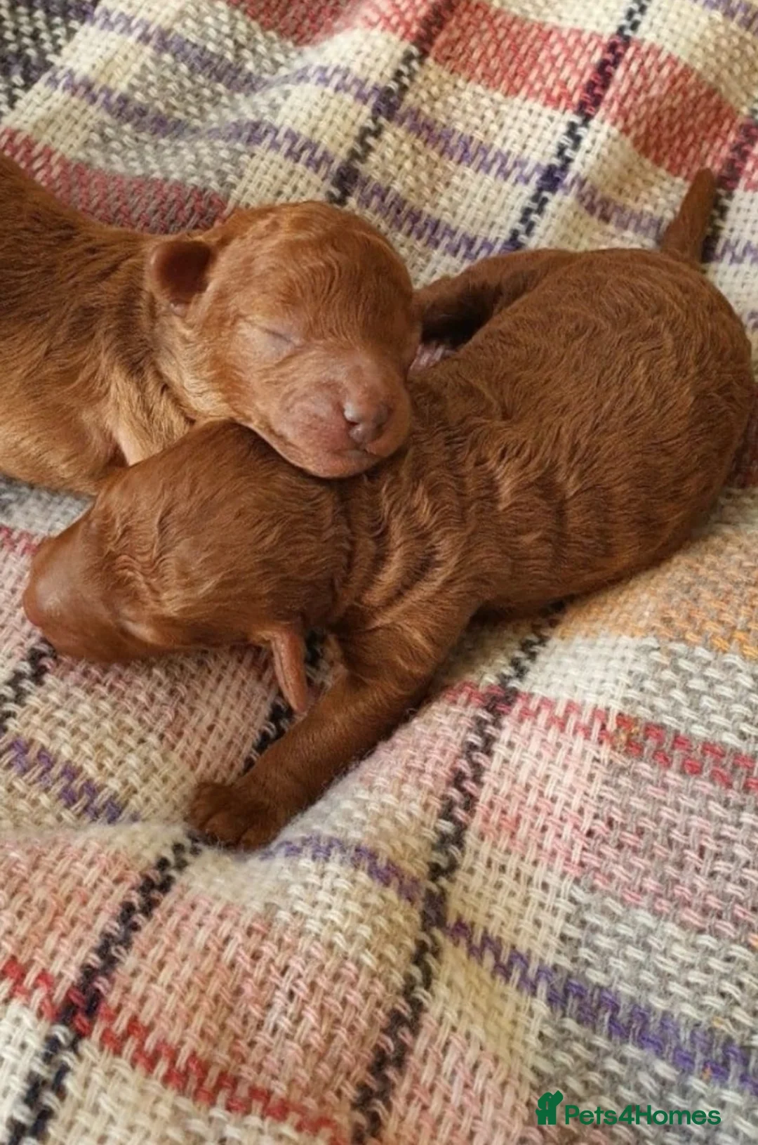 Toy Poodle dogs for stud: ☆Monty - KC Registered TOY POODLE ☆ in Lydney - Advert 20