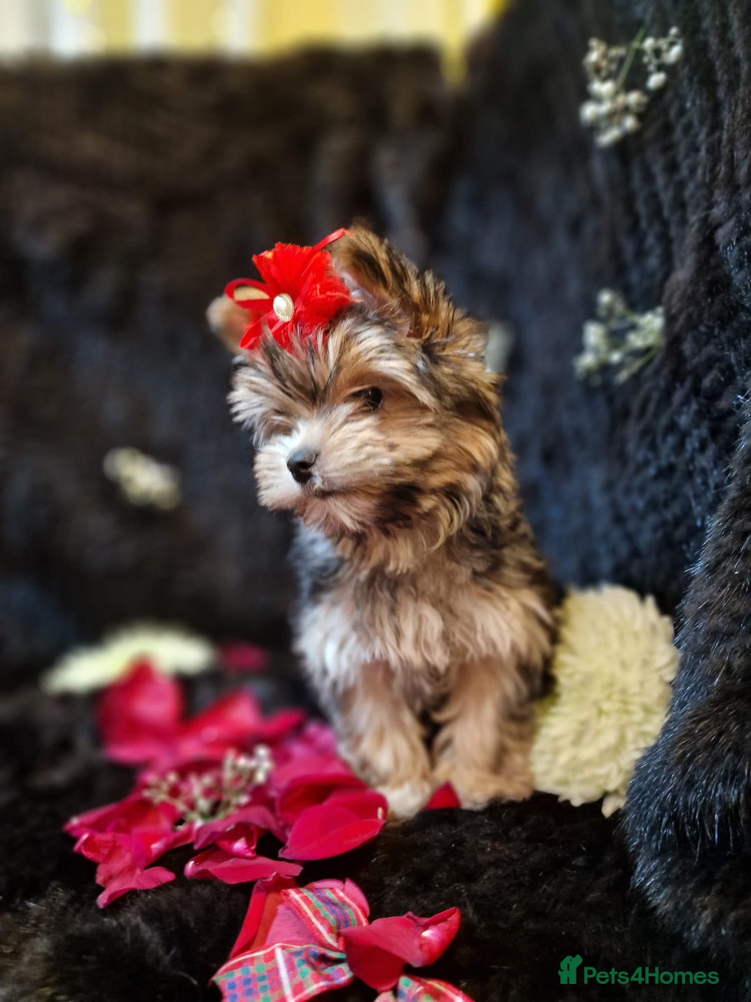 Yorkshire Terrier dogs for sale: Luxury Yorkshire Terrier Puppies/Home Raised/IHR   - Advert 6