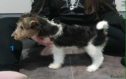 Fox Terrier dogs for sale: KC Reg Wire Fox Terrier Puppies READY NOW - Image 40