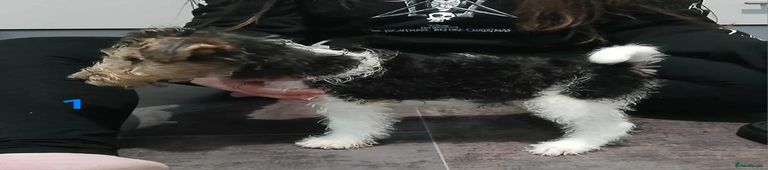 Fox Terrier Puppy 1