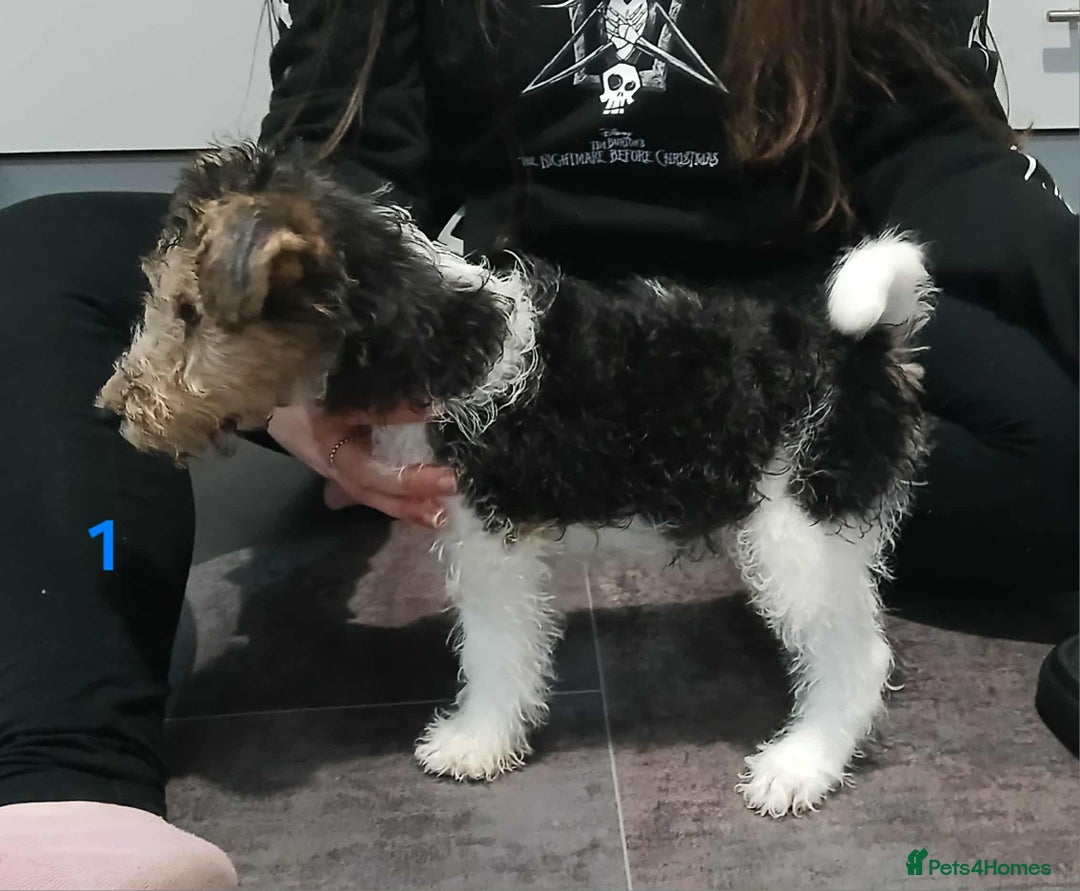 Fox Terrier dogs for sale: KC Reg Wire Fox Terrier Puppies READY NOW - Image 40