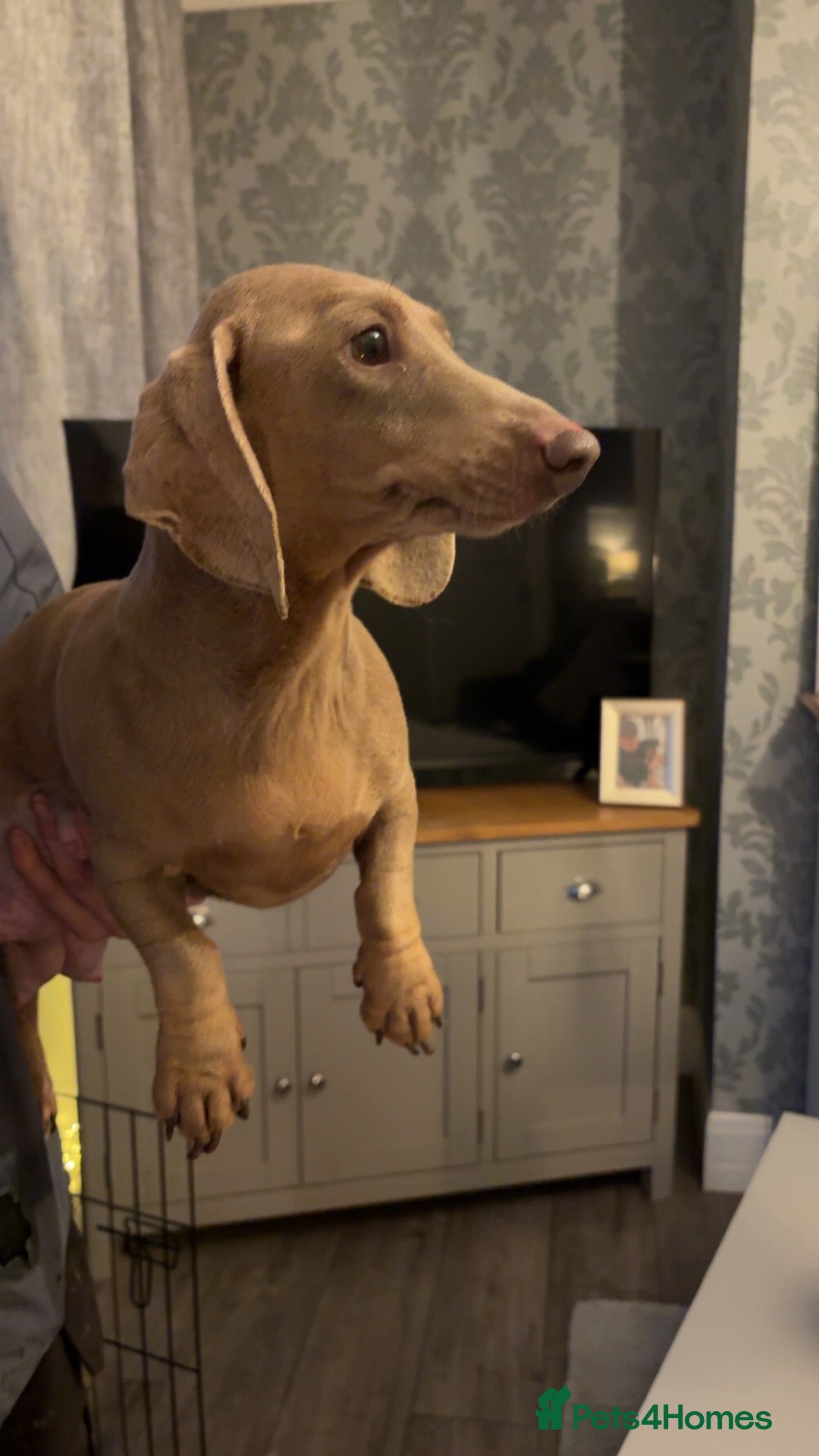 Dachshund dogs for sale: Beautiful little dachshund puppies  - Advert 20