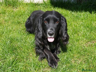 Cocker Spaniel dogs - Advert 33