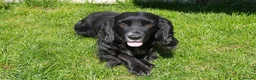 Cocker Spaniel dogs for stud: Proven stud Hugo - Advert 2