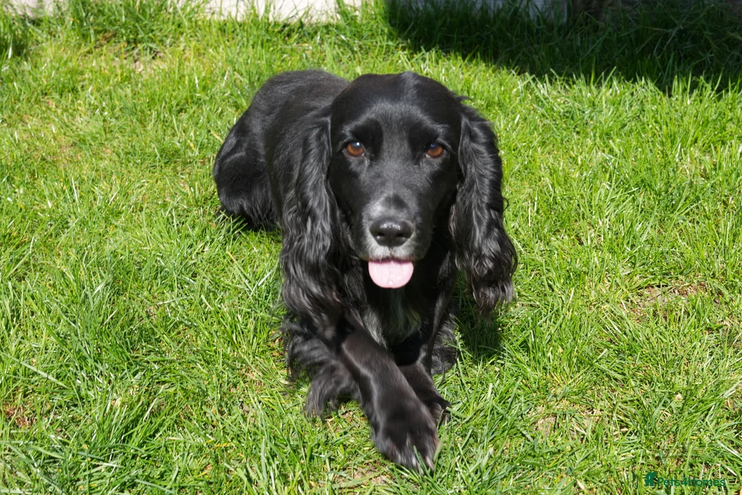 Cocker Spaniel dogs for stud: Proven stud Hugo - Advert 2