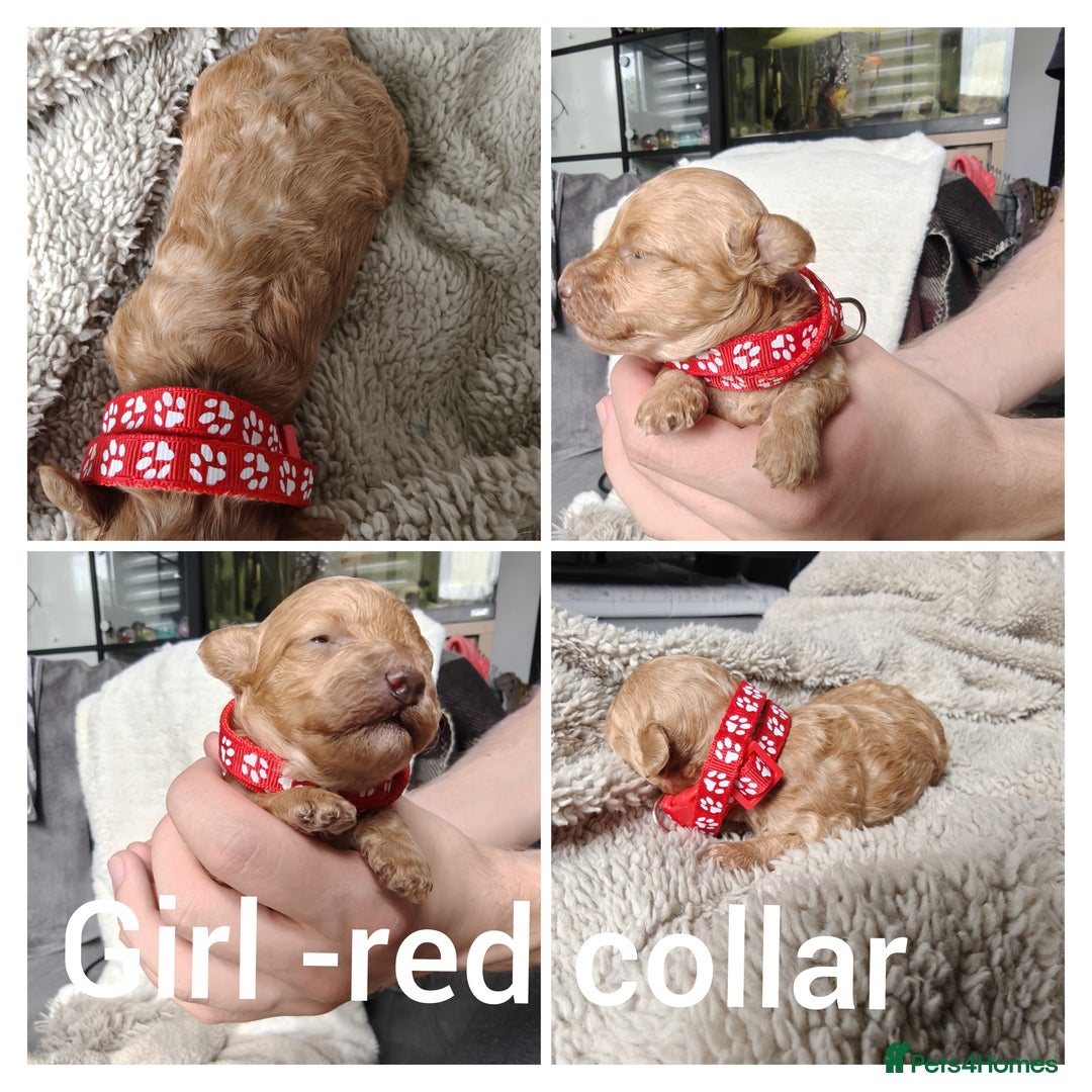 Maltipoo dogs for sale: F1B Toy Maltipoo  - Image 20
