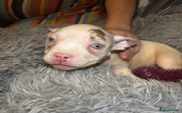 American Bully dogs for sale: pocket bully pups looking for there forever home  - Image 23