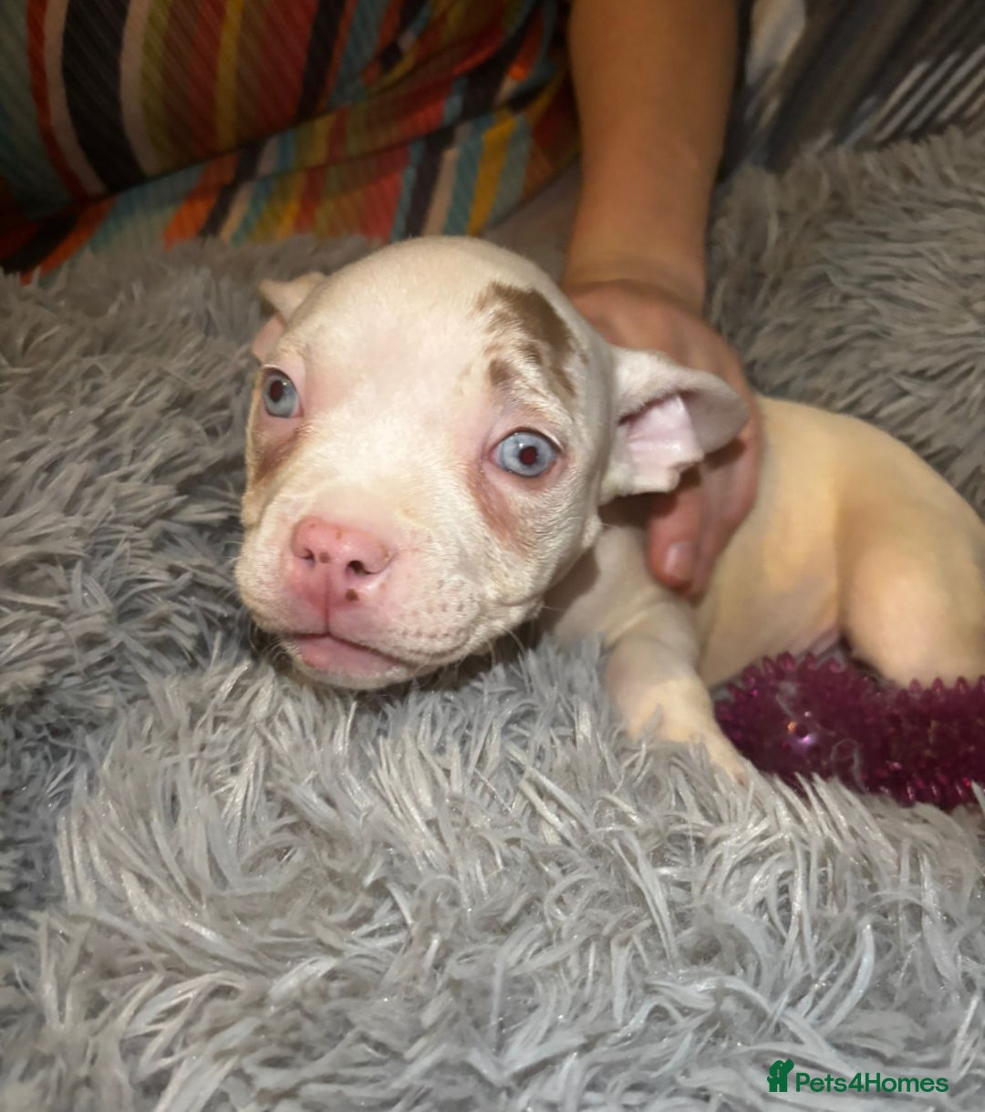 American Bully dogs for sale: pocket bully pups looking for there forever home  - Image 23