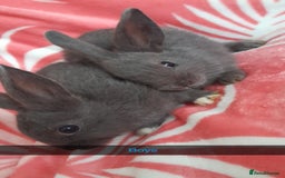 Rex rabbits for sale: Male bunnies - Image 3