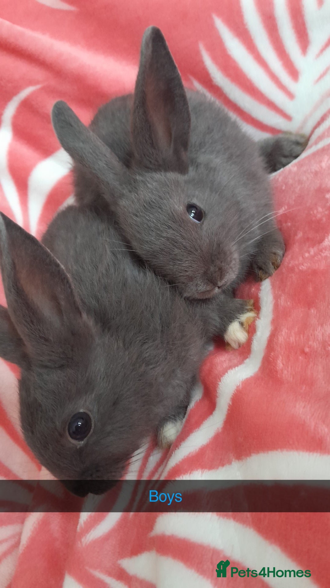 Rex rabbits for sale: Male bunnies - Image 3