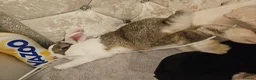 Mixed Breed rabbits for sale: Sale rehome 12 to 18month old bonded bunnies - Advert 9