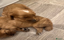 Cavapoo dogs for sale: Extensively health tested F1 Cavapoos  - Image 3