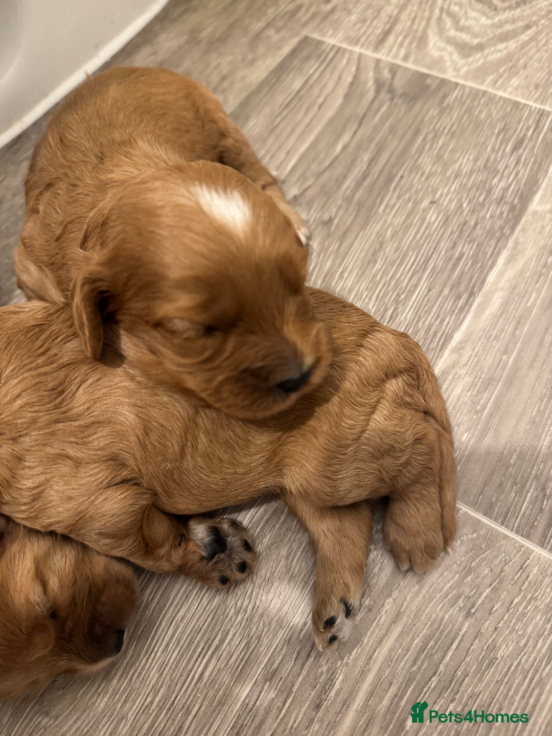Cavapoo dogs for sale: Extensively health tested F1 Cavapoos  - Image 3