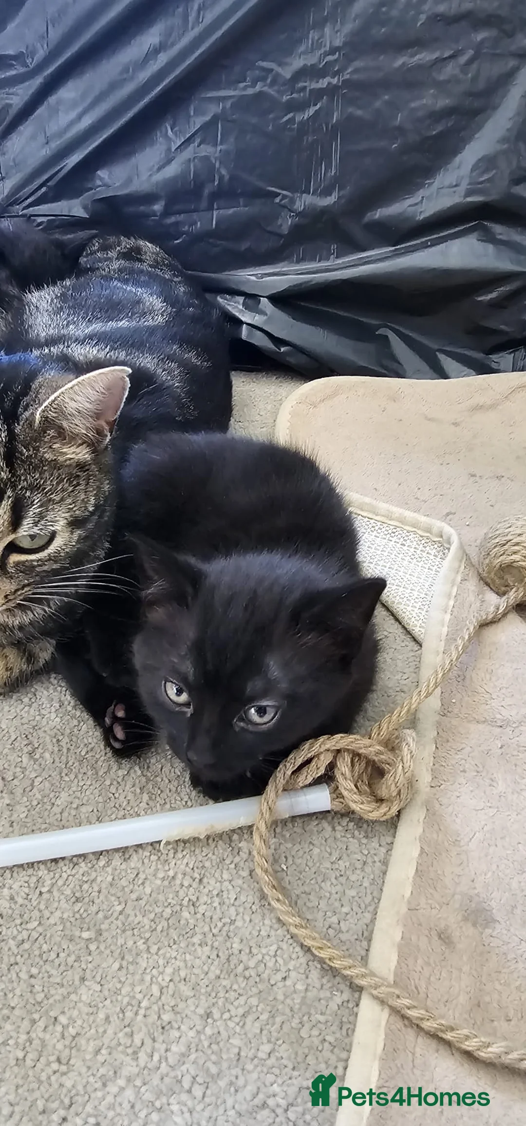 Mixed Breed cats for sale: Girls Kittens for Sale - Advert 1