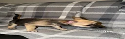 Mixed Breed dogs for sale: READY NOW French Bull dog cross Chihuahua puppies  - Advert 7
