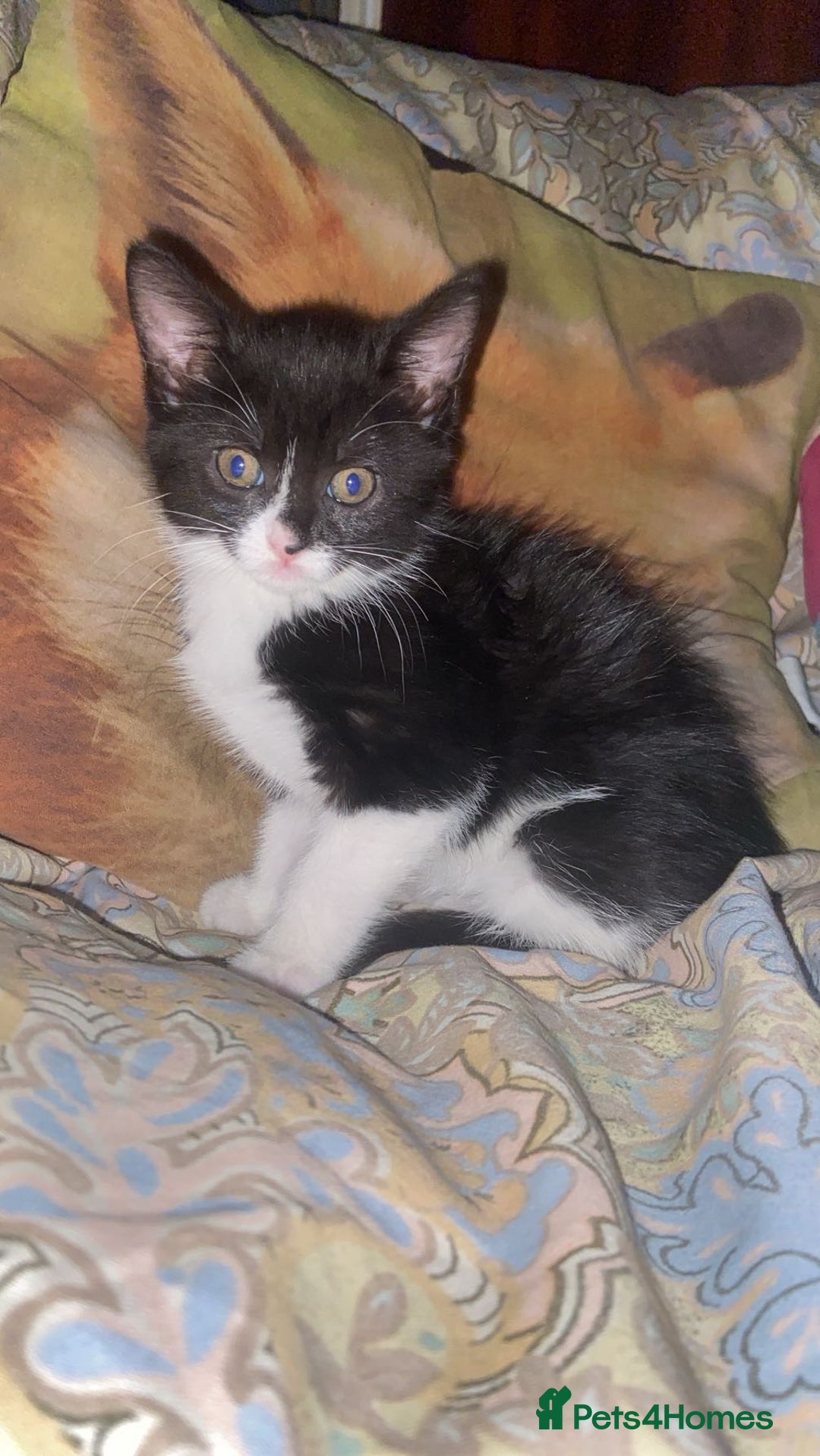 Mixed Breed cats for sale: Beautiful tabby and black and white kittens ready  - Advert 10