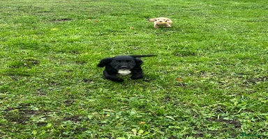 Cocker Spaniel dogs - Advert 9