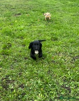 Cocker Spaniel dogs - Advert 9