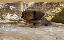 Miniature Dachshund dogs for sale: Miniature dachshund puppies - Image 7