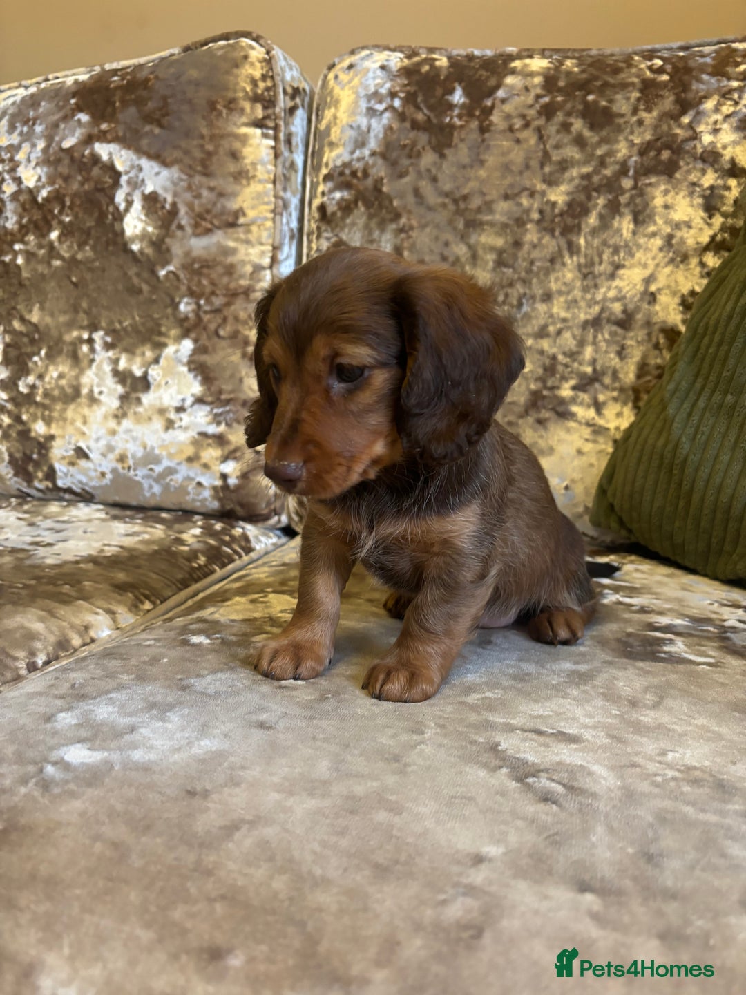 Miniature Dachshund dogs for sale: Miniature dachshund puppies - Image 7
