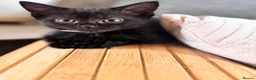 Domestic Shorthair cats for sale: Adorable black kittens  in Blackburn - Advert 6