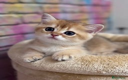 Scottish Fold cats for sale: 📣PEDIGREE SCOTTISH KITTEN(reg.)🐱  - Image 7