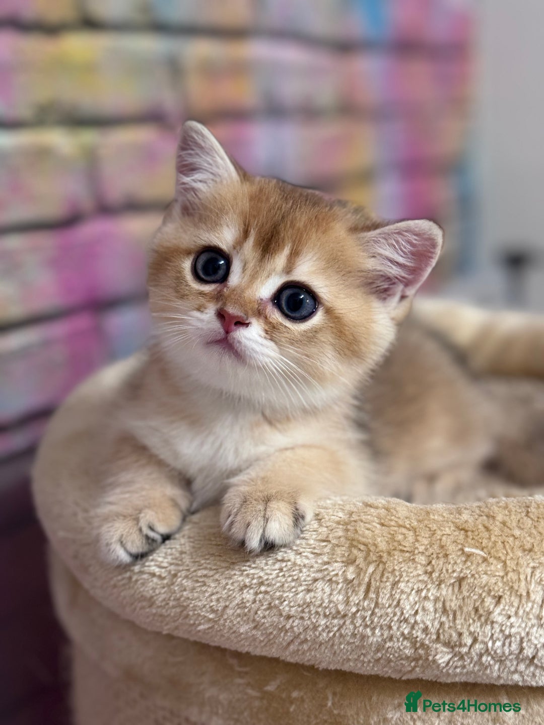 Scottish Fold cats for sale: 📣PEDIGREE SCOTTISH KITTEN(reg.)🐱  - Image 7