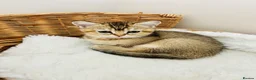 Scottish Fold cats for sale: BEAUTIFUL KITTENS LOOKING FOR THEIR FOREVER HOMES! - Advert 35