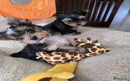 Yorkshire Terrier dogs for sale: Miniature Yorkshire Terrier Puppies - Image 11