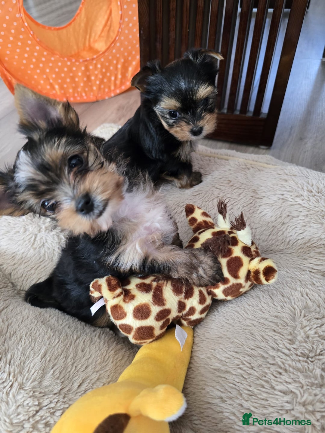 Yorkshire Terrier dogs for sale: Miniature Yorkshire Terrier Puppies - Image 11
