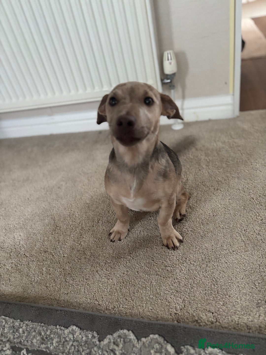 Jack Russell dogs for sale: Jack Russell puppy for sale  - Image 5