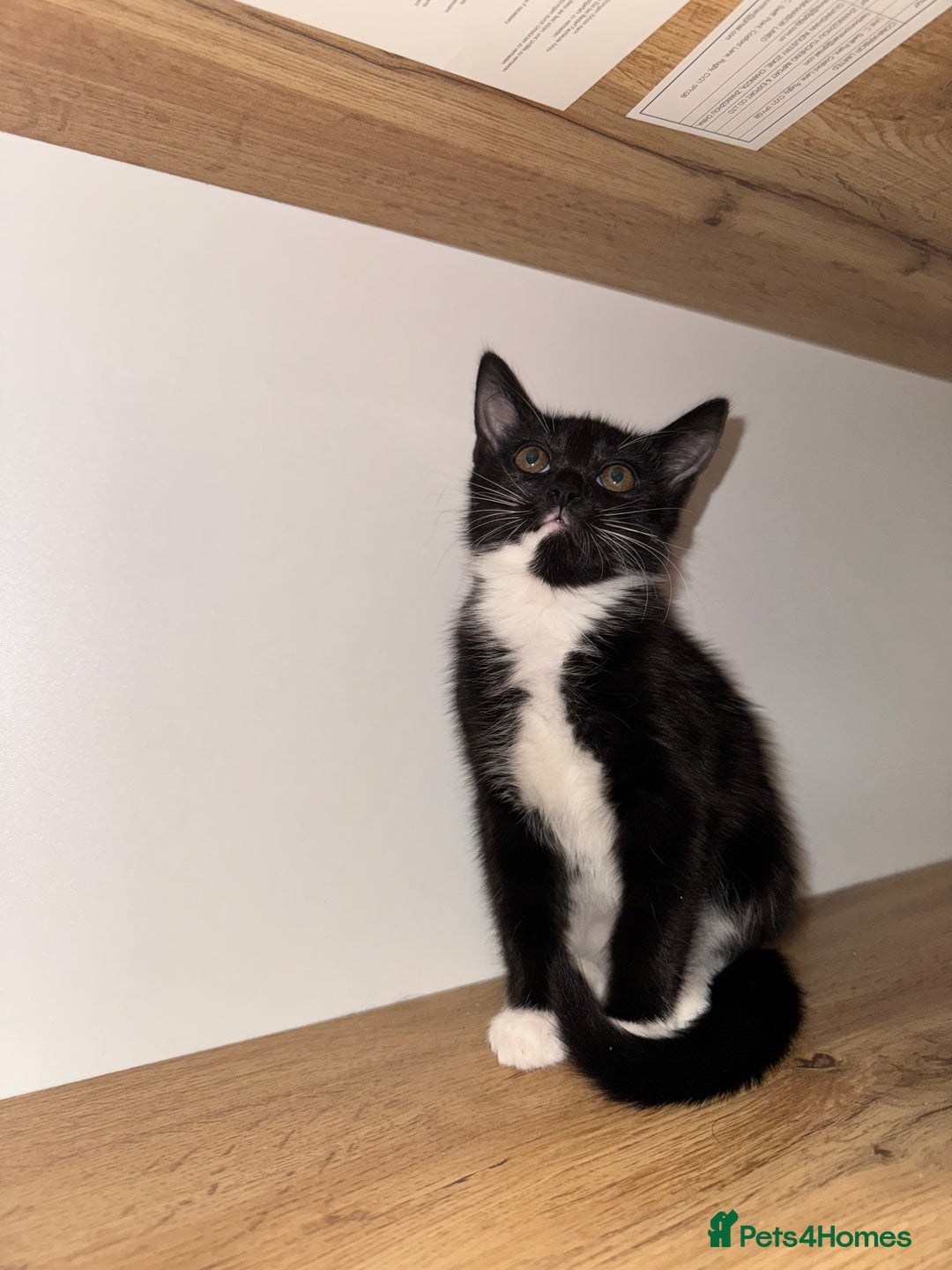 Mixed Breed cats for sale: Beautiful Kittens Looking for Their Forever Homes✨ - Advert 16