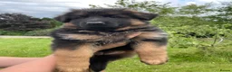 German Shepherd dogs for sale: Gorgeous female long coat German Shepherd  - Advert 4