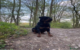 Rottweiler dogs for stud: German Rottweiler stud !🤩 - Image 3