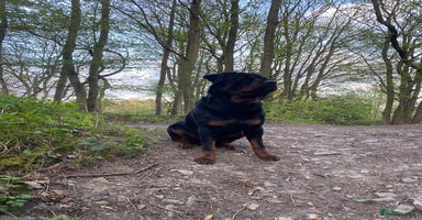 Rottweiler dogs - Advert 15