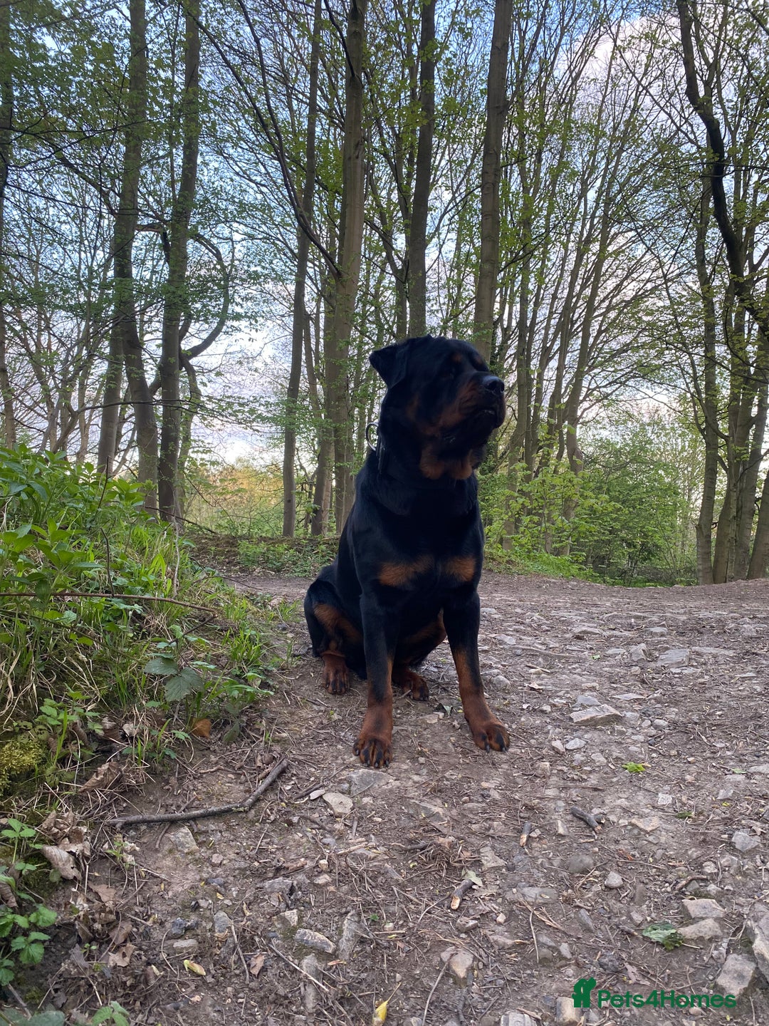 Rottweiler dogs for stud: German Rottweiler stud !🤩 - Image 3