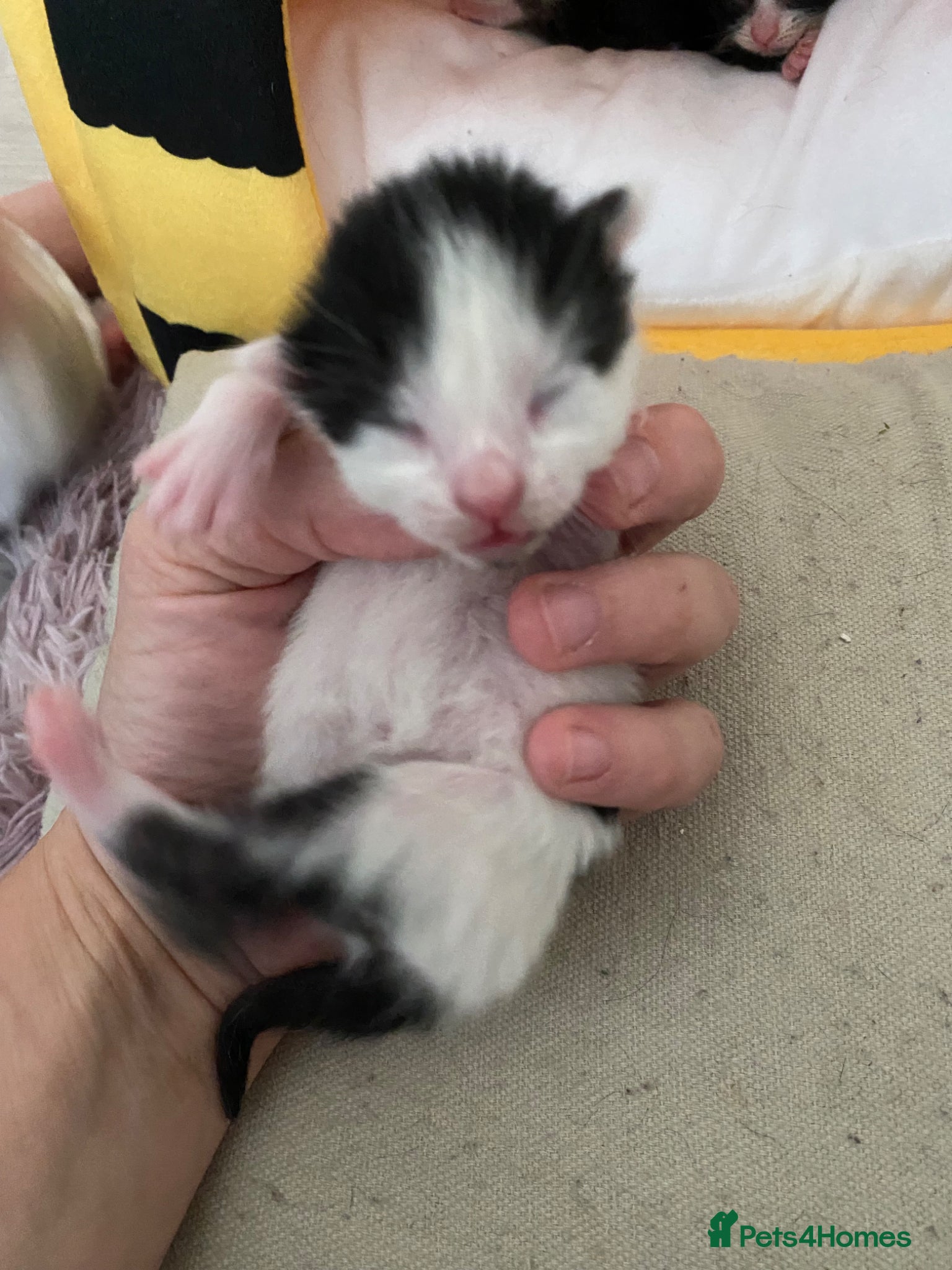 Mixed Breed cats for sale: 6 beautiful kittens - Advert 6