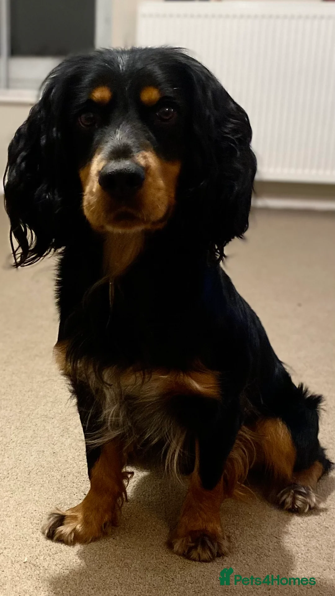 Cocker Spaniel dogs for stud: Health tested working cocker dog for stud  in New Milton - Advert 2