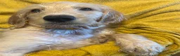 Labradoodle dogs for sale: Stunning Labradoodle puppies - Advert 17