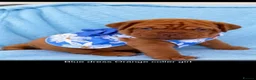 Dogue De Bordeaux dogs for sale: Stunning Dogue de Bordeaux puppies - Advert 6