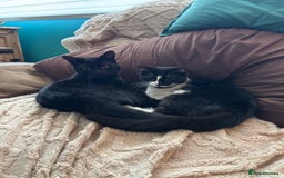 Domestic Shorthair cats for sale: Domestic short haired kittens  - Image 3