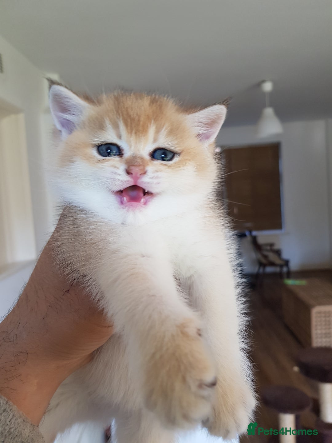 Scottish Fold cats for stud: GOLD CHINCHILLA SCOTTISH STRAIGHT PEDIGREE. STUD in London - Advert 32