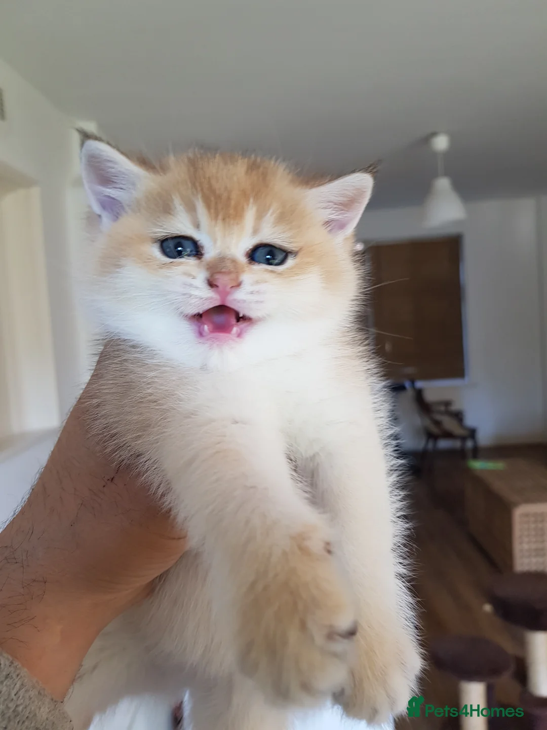 Scottish Fold cats for stud: GOLD CHINCHILLA SCOTTISH STRAIGHT PEDIGREE. STUD in London - Advert 32