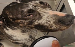 Mixed Breed dogs for adoption: Blue (Cane Corso mix) - Image 12