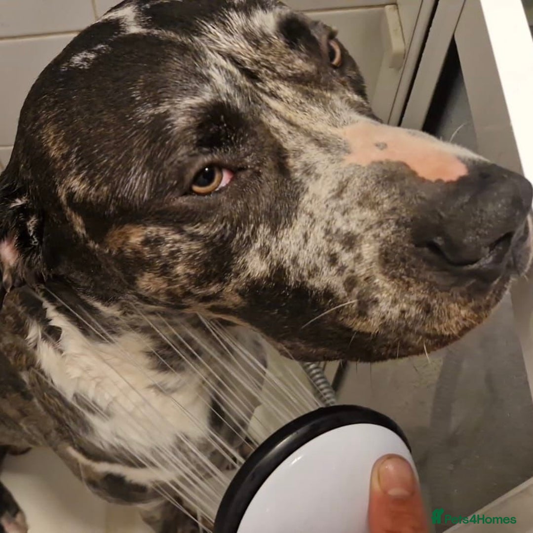 Mixed Breed dogs for adoption: Blue (Cane Corso mix) - Image 12