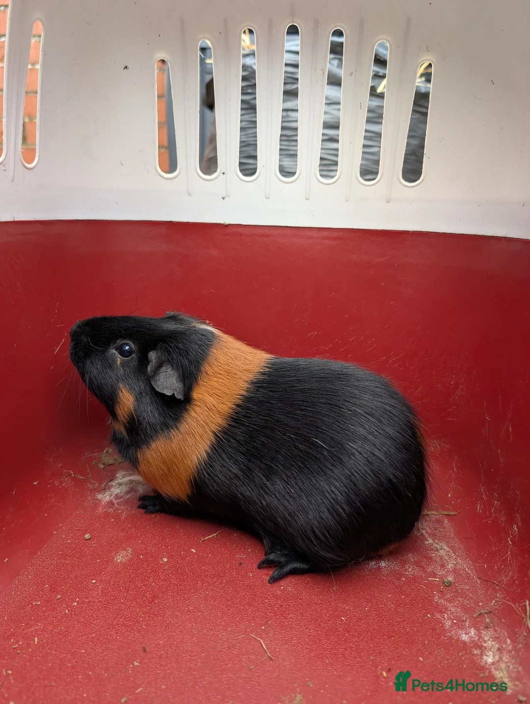 Guinea Pig rodents for sale: Stunning boar  - Advert 1