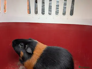 Guinea Pig rodents Stunning boar - Advert 4