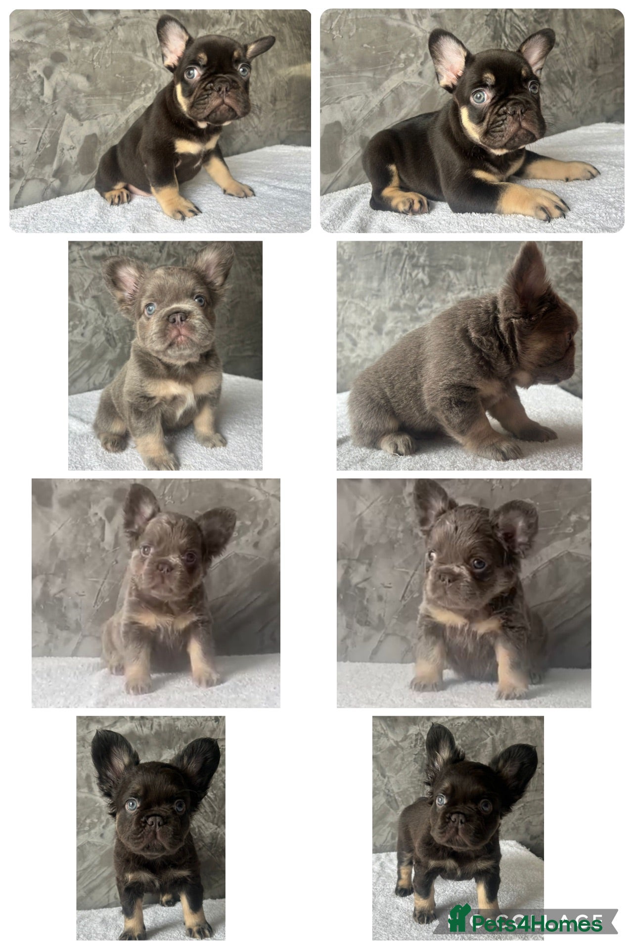 French Bulldog dogs FRENCH BULLDOGS - FLUFFY - READY TO LEAVE NOW  - Advert 11