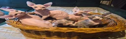 Sphynx cats for sale: Sphyx kittens for sale both £750 - Advert 1