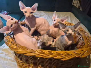 Sphynx cats Sphyx kittens for sale both £750 ready now - Advert 9